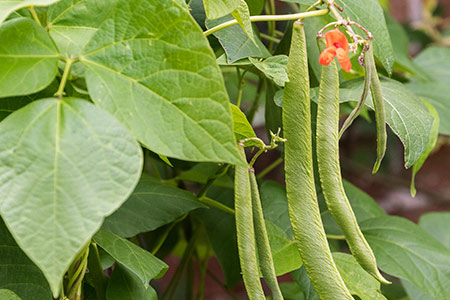 Green and runner beans growing against a wall