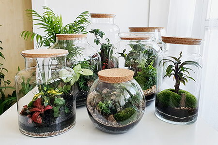 Selection of indoor plans in jars